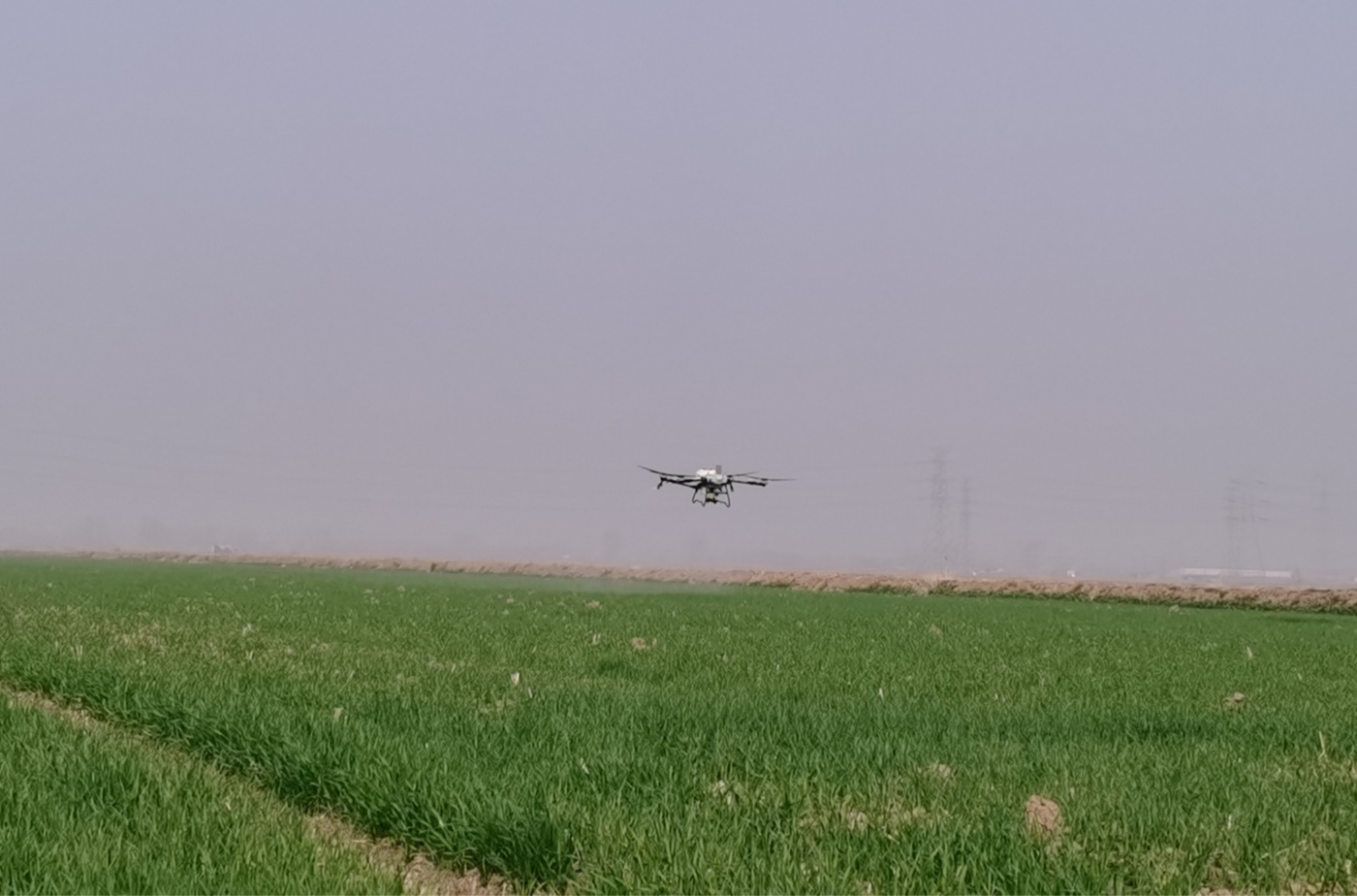 小麦无人机施肥_副本